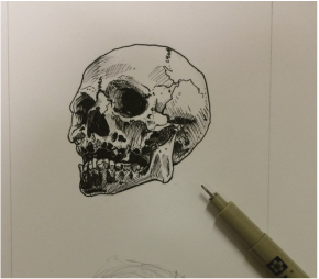 Skull sketch